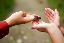 Two sets of hands holding a frog